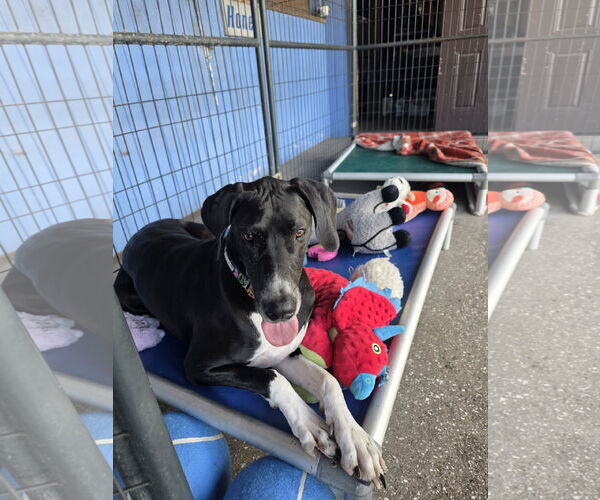 Medium Photo #3 Great Dane-Unknown Mix Puppy For Sale in Palm Beach, FL, USA