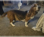 Small Photo #1 Basset Hound Puppy For Sale in TOPPENISH, WA, USA