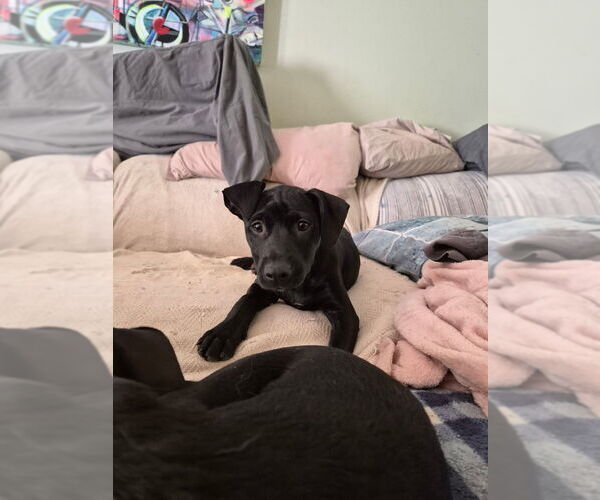 Medium Photo #7 Mutt Puppy For Sale in Candler, NC, USA