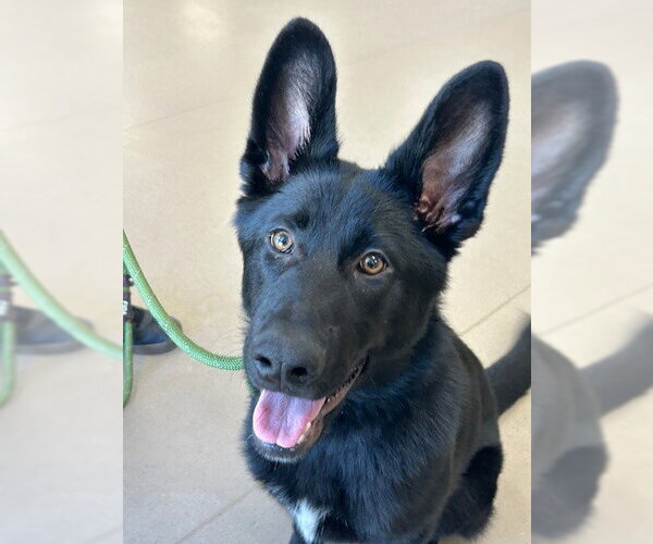 Medium Photo #4 German Shepherd Dog Puppy For Sale in Cupertino, CA, USA