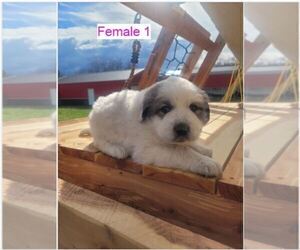 Great Pyrenees Puppy for sale in LEBANON, TN, USA