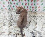 Small Photo #25 Phu Quoc (Vietnam Island) Ridgeback Puppy For Sale in HELOTES, TX, USA