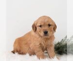Small Photo #3 Golden Retriever Puppy For Sale in NEWPORT, PA, USA