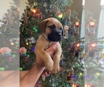 Puppy 6 Bullmastiff