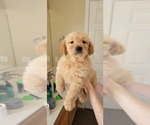 Small Photo #8 Golden Retriever Puppy For Sale in SELMA, CA, USA