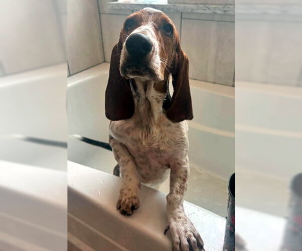 Medium Photo #5 Basset Hound Puppy For Sale in Deepwater, NJ, USA