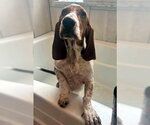 Small #4 Basset Hound