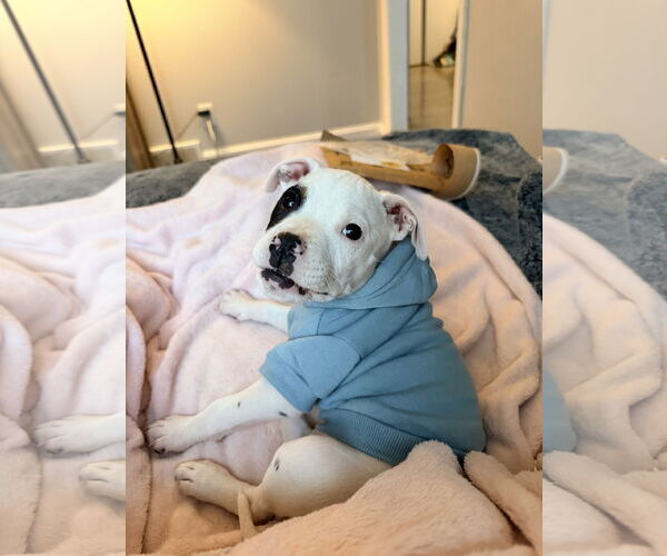 Medium Photo #2 Staffordshire Bull Terrier-Unknown Mix Puppy For Sale in Kannapolis, NC, USA