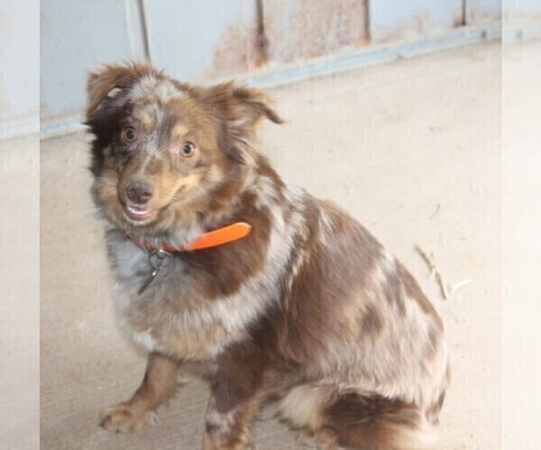 Medium Photo #1 Australian Shepherd Puppy For Sale in LEXINGTON, AL, USA