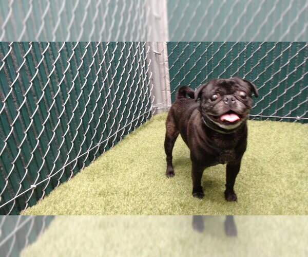 Medium Photo #1 Pug Puppy For Sale in Downey, CA, USA