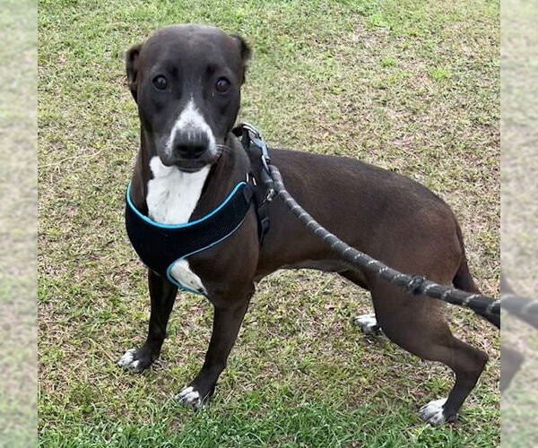 Medium Photo #3 Labrador Retriever-Unknown Mix Puppy For Sale in Tarrytown, GA, USA
