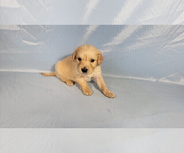 Medium Photo #7 Golden Retriever Puppy For Sale in BLACK FOREST, CO, USA