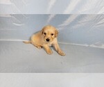 Small #6 Golden Retriever