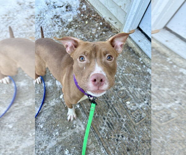 Medium Photo #5 Staffordshire Bull Terrier Puppy For Sale in Brewster, NY, USA