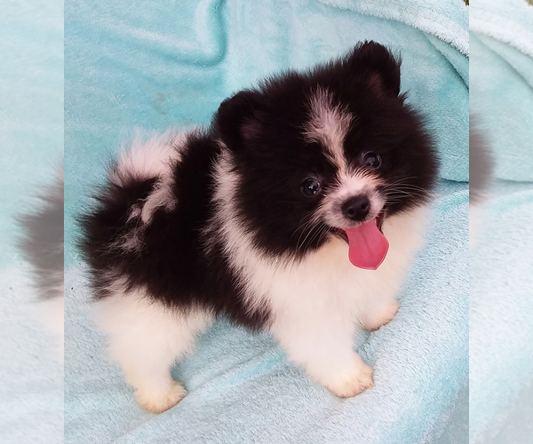 Medium Photo #1 Pomeranian Puppy For Sale in WEST PALM BEACH, FL, USA