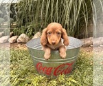 Small #2 Dachshund