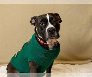 Mutt Dogs for adoption in Ames, IA, USA