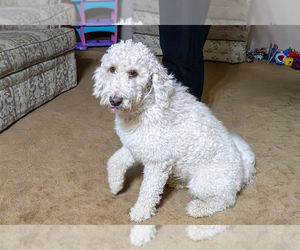 Mother of the Goldendoodle (Miniature) puppies born on 05/05/2026