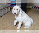 Small Photo #1 Goldendoodle (Miniature) Puppy For Sale in ROY, UT, USA