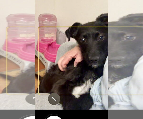 Medium Photo #2 Mutt Puppy For Sale in Mesa, AZ, USA