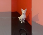 Small Photo #3 Pomsky Puppy For Sale in DETROIT, MI, USA