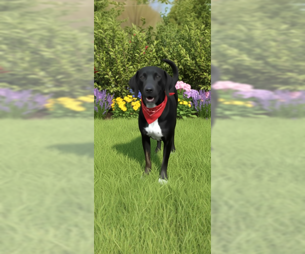 Medium Photo #7 Labrador Retriever Puppy For Sale in Weston, FL, USA