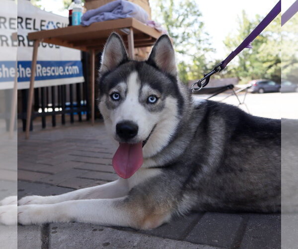 Medium Photo #2 Siberian Husky Puppy For Sale in Cumming, GA, USA