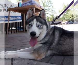 Mika - Female Siberian Husky Dog for Adoption - Photo #2