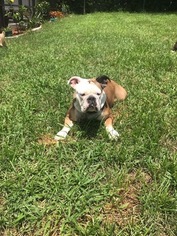 Mother of the Olde English Bulldogge puppies born on 08/01/2017