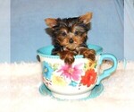 Small Photo #4 Yorkshire Terrier Puppy For Sale in WARRENSBURG, MO, USA