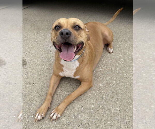 Medium Photo #1 American Pit Bull Terrier-Unknown Mix Puppy For Sale in OKLAHOMA CITY, OK, USA