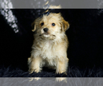 Small Photo #4 Morkie Puppy For Sale in WARSAW, IN, USA