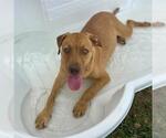 Small #1 Mutt