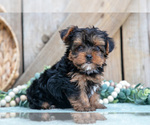 Small Photo #25 Yorkshire Terrier Puppy For Sale in GREENWICH, OH, USA
