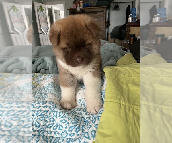 Medium Photo #2 Akita Puppy For Sale in MUNFORDVILLE, KY, USA