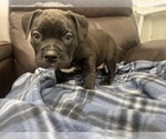 Small Photo #60 American Bully Puppy For Sale in REESEVILLE, WI, USA