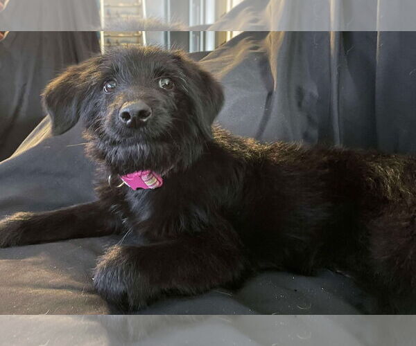 Medium Photo #1 Labrador Retriever-Unknown Mix Puppy For Sale in McKinney, TX, USA