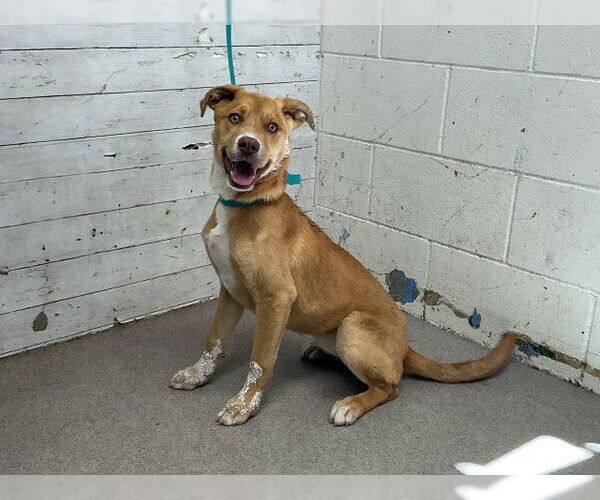 Medium Photo #1 German Shepherd Dog Puppy For Sale in San Bernardino, CA, USA