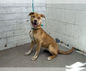 German Shepherd Dog Dogs for adoption in San Bernardino, CA, USA