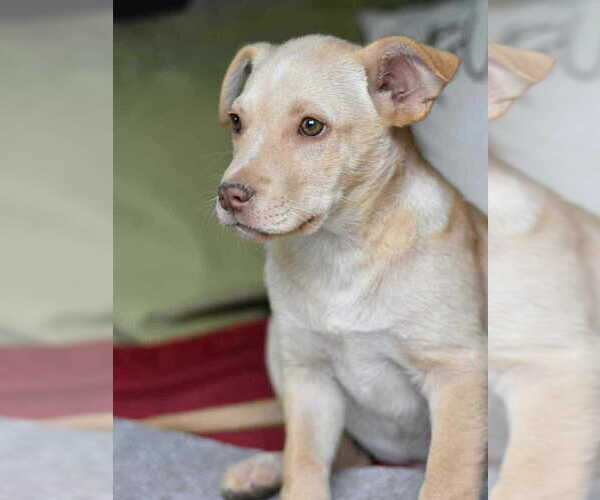 Medium Photo #3 Labrador Retriever-Unknown Mix Puppy For Sale in Brewster, NY, USA