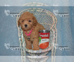 Small #5 Poodle (Toy)