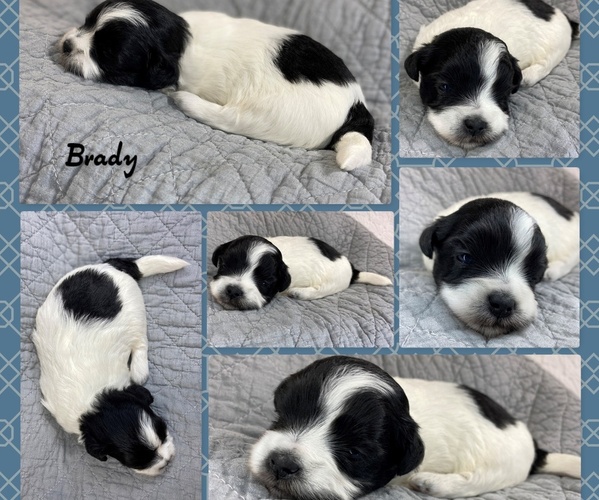Medium Photo #4 Zuchon Puppy For Sale in HOHENWALD, TN, USA