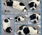 Small Photo #4 Zuchon Puppy For Sale in HOHENWALD, TN, USA