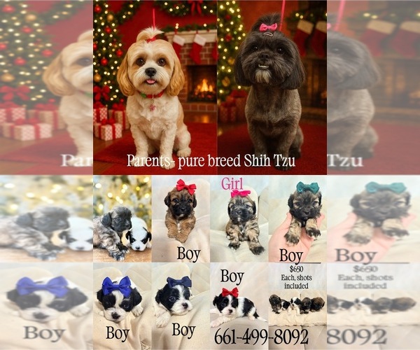 Medium Photo #1 Shih Tzu Puppy For Sale in LANCASTER, CA, USA