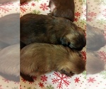 Image preview for Ad Listing. Nickname: Litter of 2