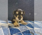 Small Photo #8 Schnauzer (Miniature) Puppy For Sale in LEESBURG, VA, USA