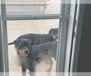 Rottweiler Puppy for sale in PINEBLUFF, NC, USA