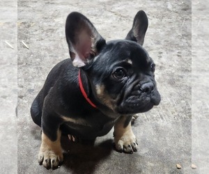 French Bulldog Puppy for sale in AFTON, WY, USA