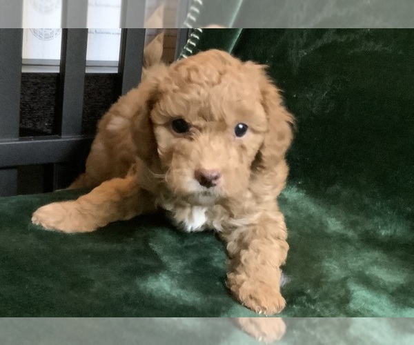 Medium Photo #11 Goldendoodle mix (+ Poodle Miniature) Puppy For Sale in MANTECA, CA, USA