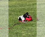 Small #4 Mutt